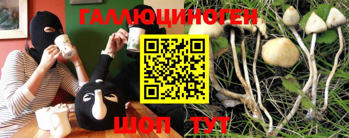 Псилоцибиновые грибы Psilocybe  Гусев 