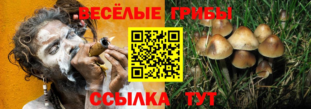 Галлюциногенные грибы Psilocybine cubensis Гусев